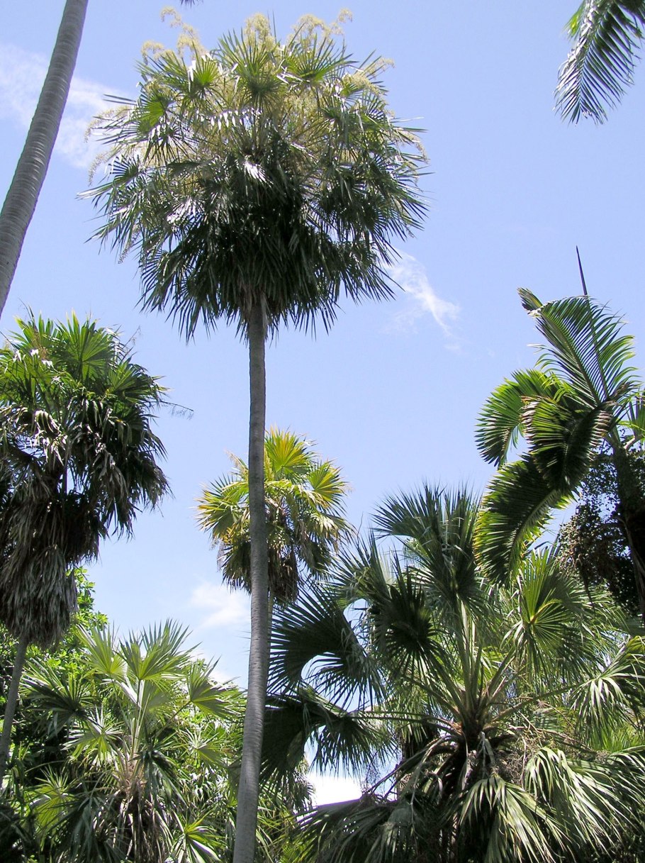 Пальма Коперниция