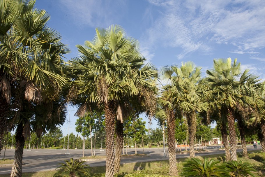 Восковая Пальма карнауба