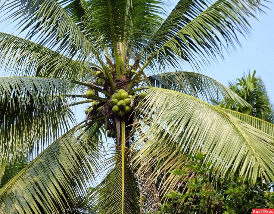 Бразилия Пальма карнауба