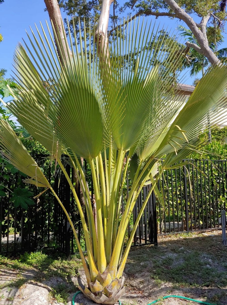 Бразилия Пальма карнауба