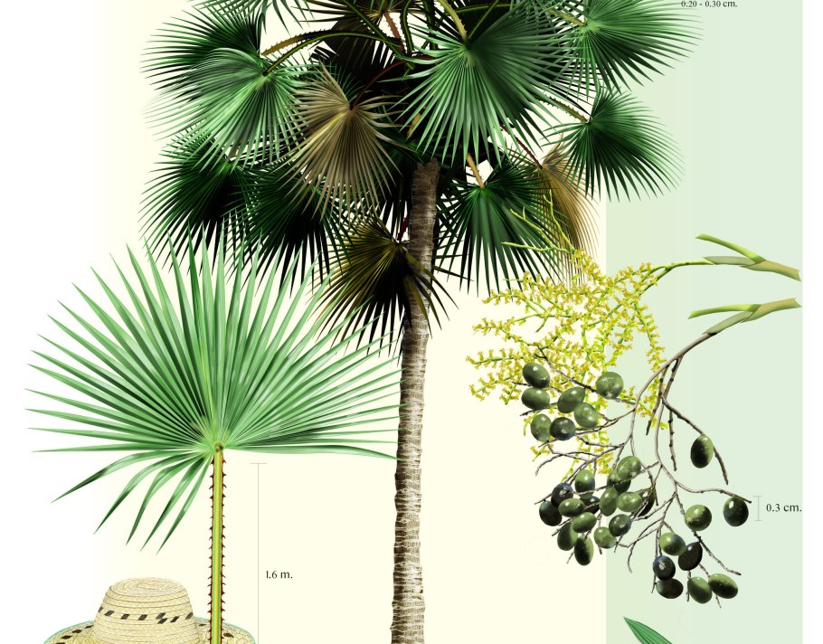 Маврикиева Пальма