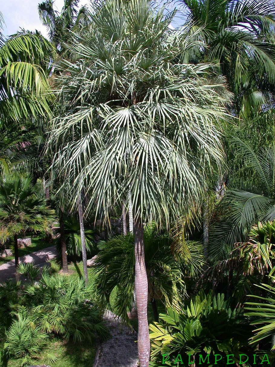 Бразилия Пальма карнауба