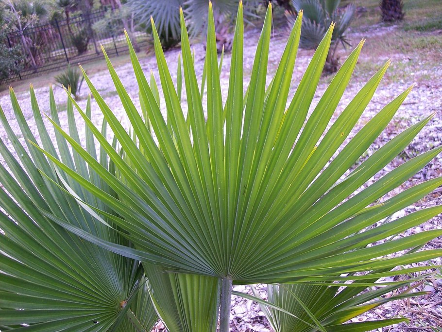 Водотея Пальма Википедия