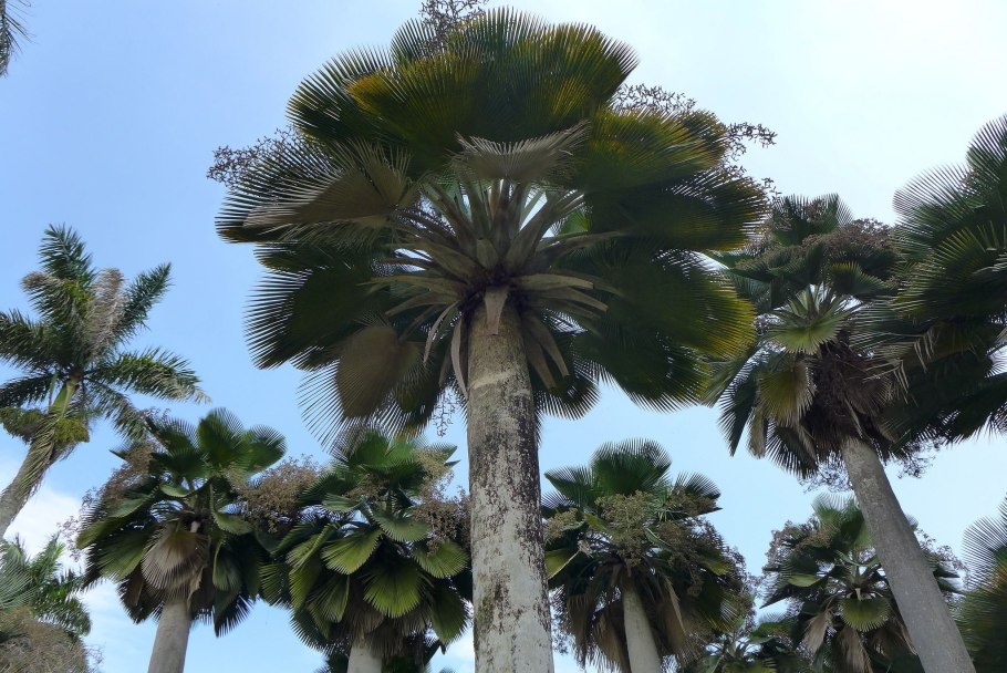 Хвойная Пальма