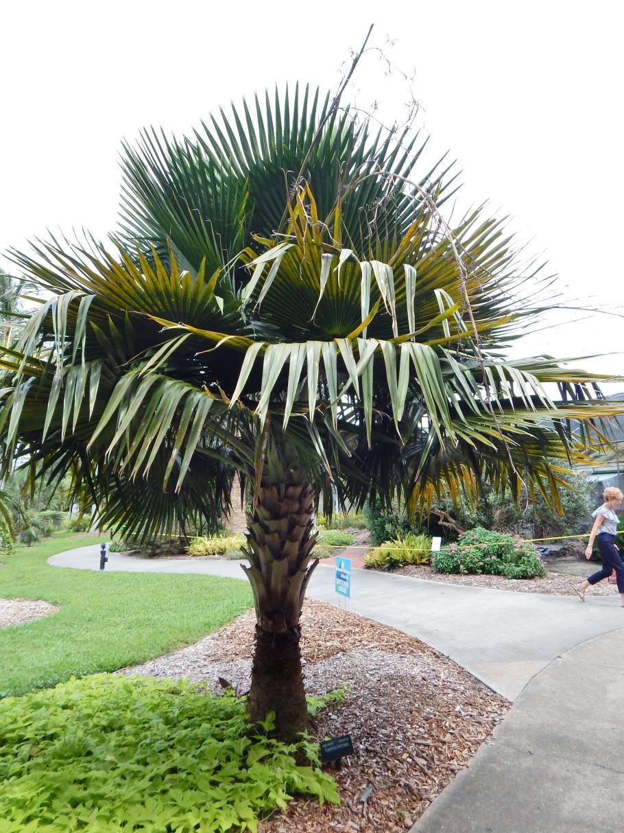 Пальма Хурикан