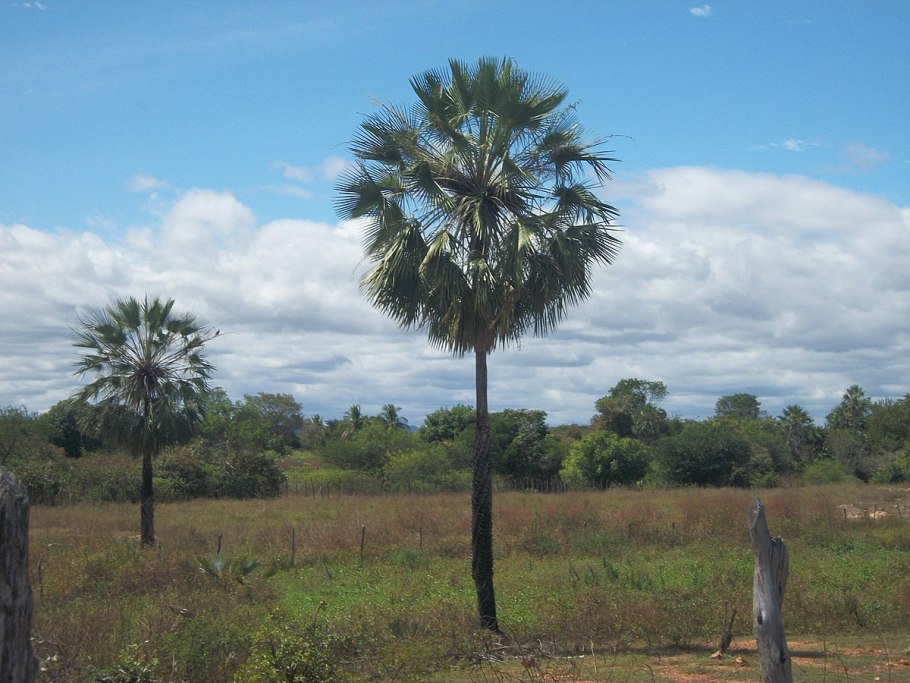 Коперниция восковая