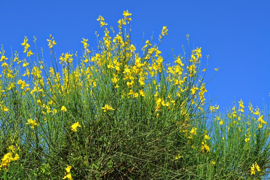 Карагана карликовая