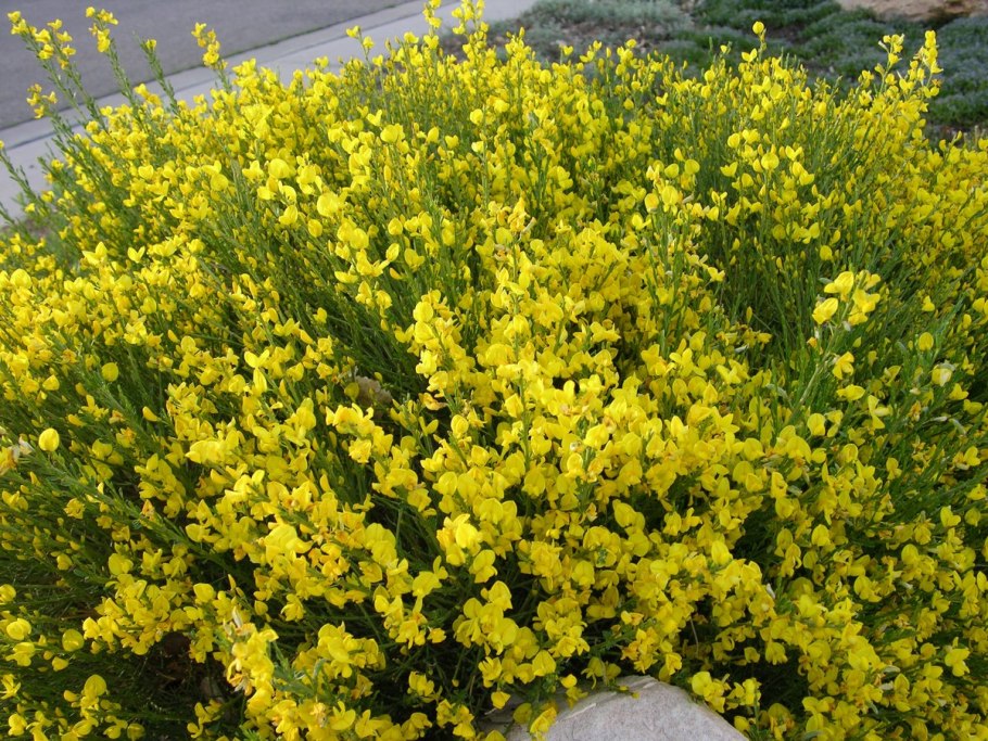 Genista albida