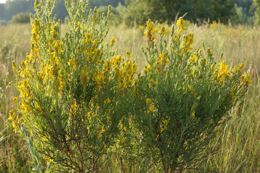 Genista tinctoria