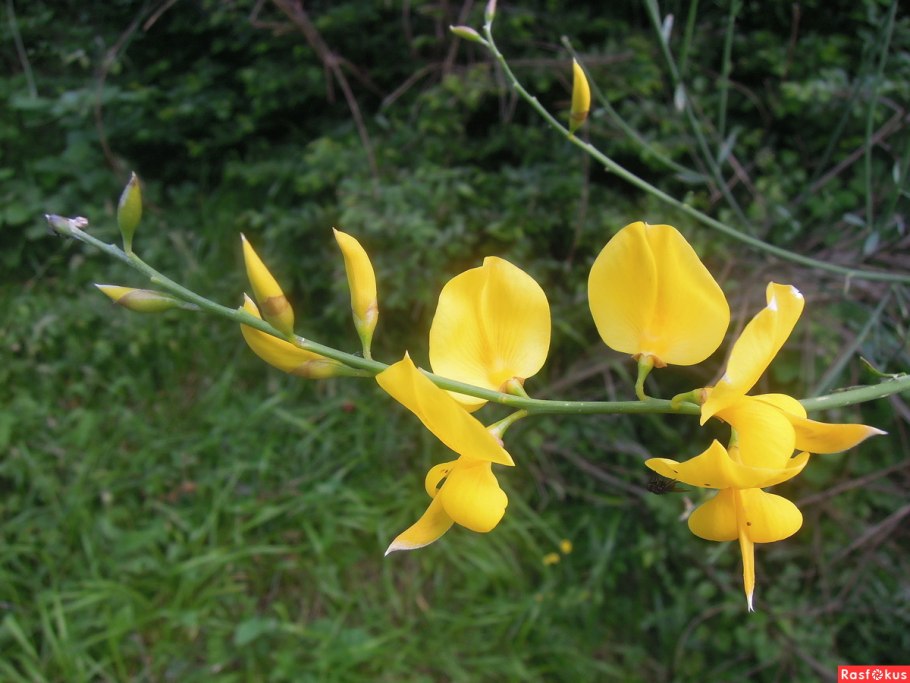 Ракитник австрийский