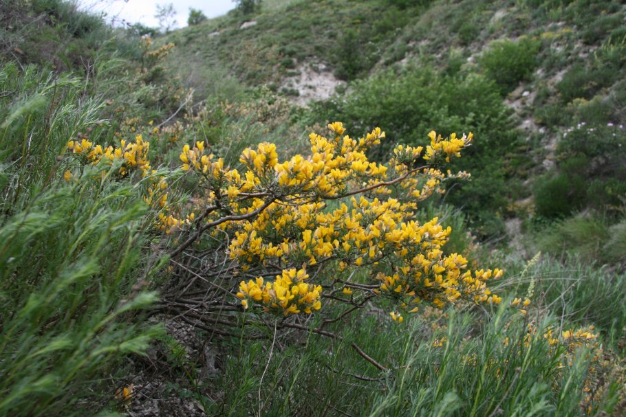 Скифский полукустарник