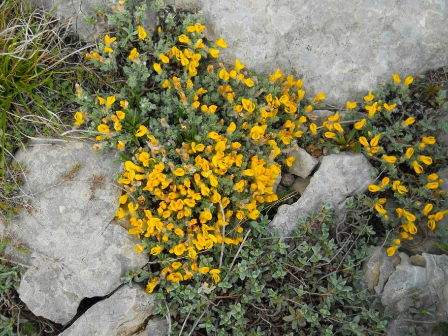 Жёлтые цветочки полевые