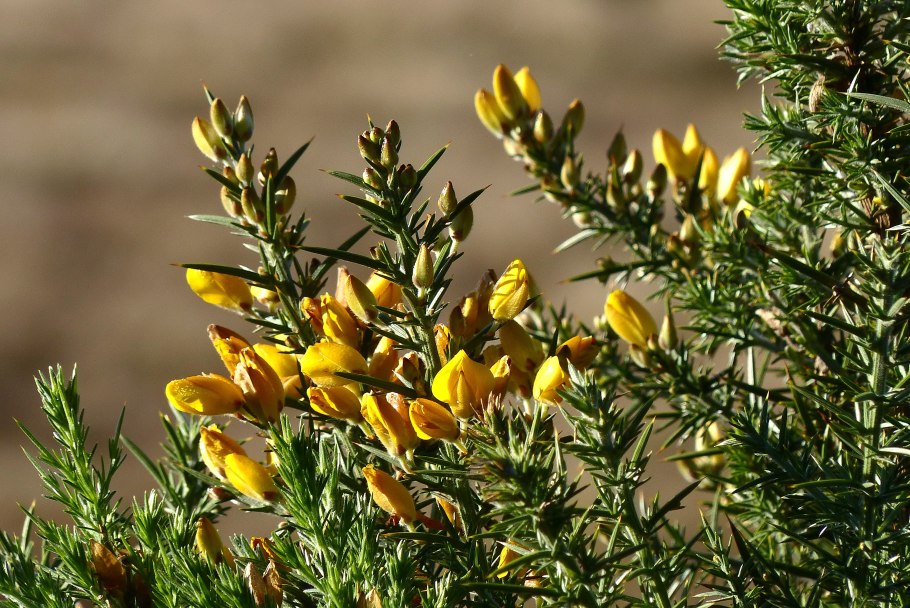 Ginestra цветок