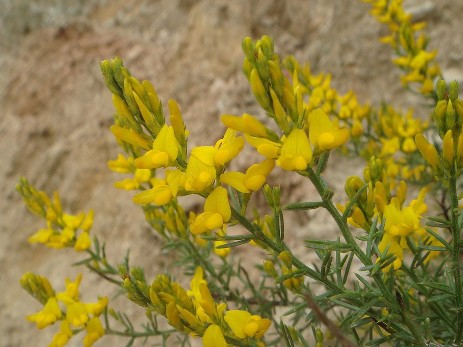 Дрок волосистый Крымский