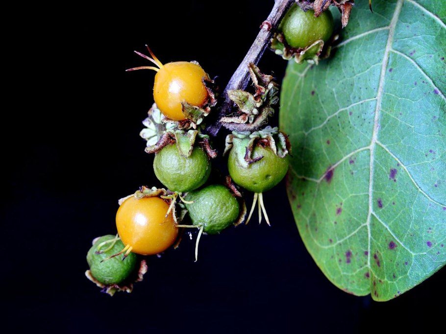 Нансе, Бирсонима толстолистная