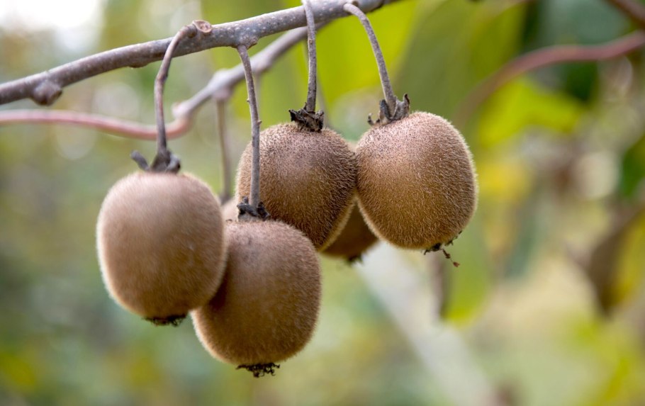 Бирсонима (Byrsonima) семейства Мальпигиевые (Malpighiaceae)