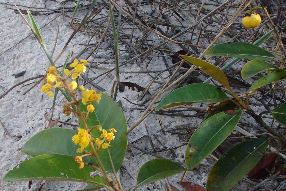 Malpighia glabra рисунок