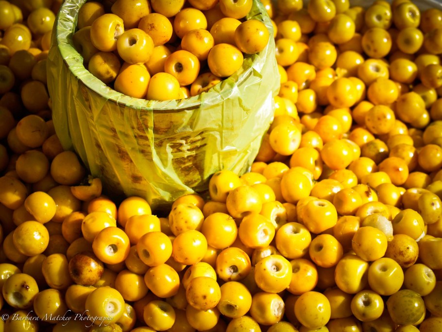 Османтус Фрагранс куст