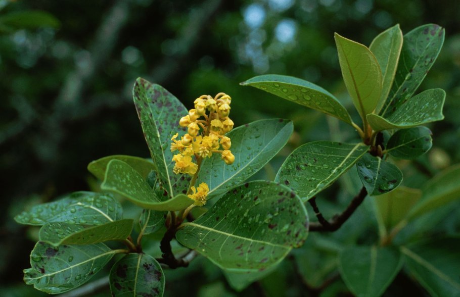 Hymenanthera crassifolia