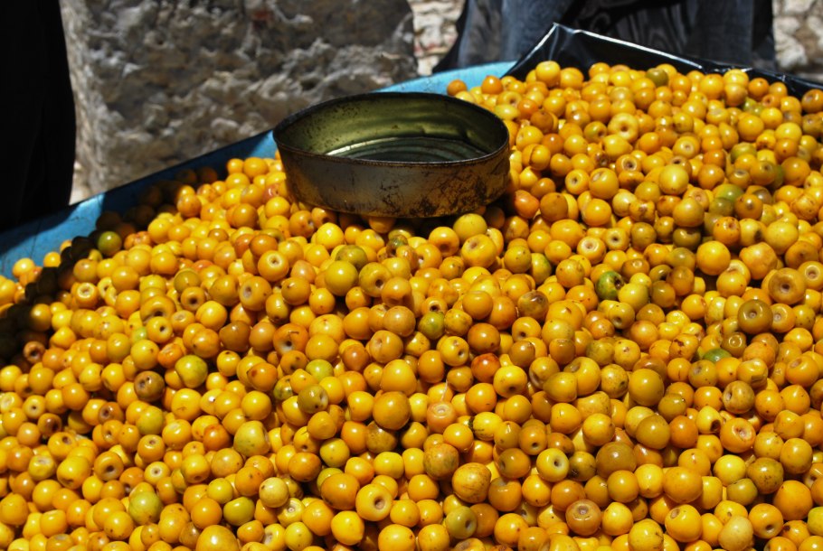 Platyglottis coriacea