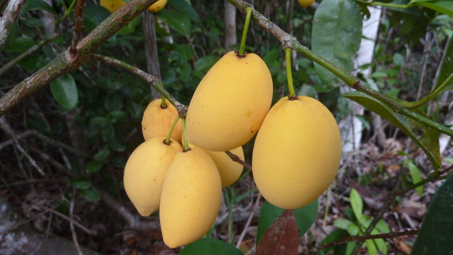 Нансе, Бирсонима толстолистная