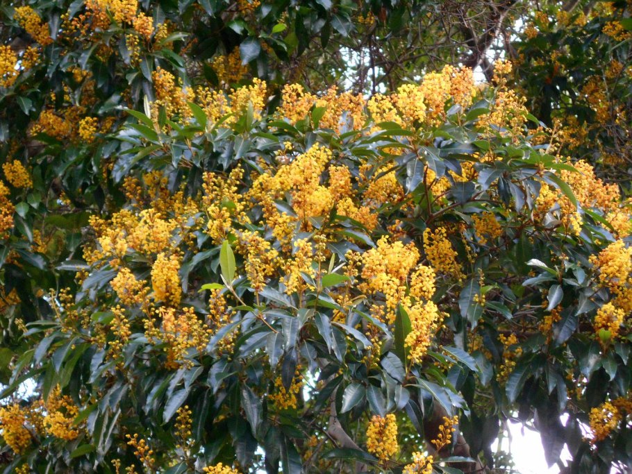 Бирсонима фрукт