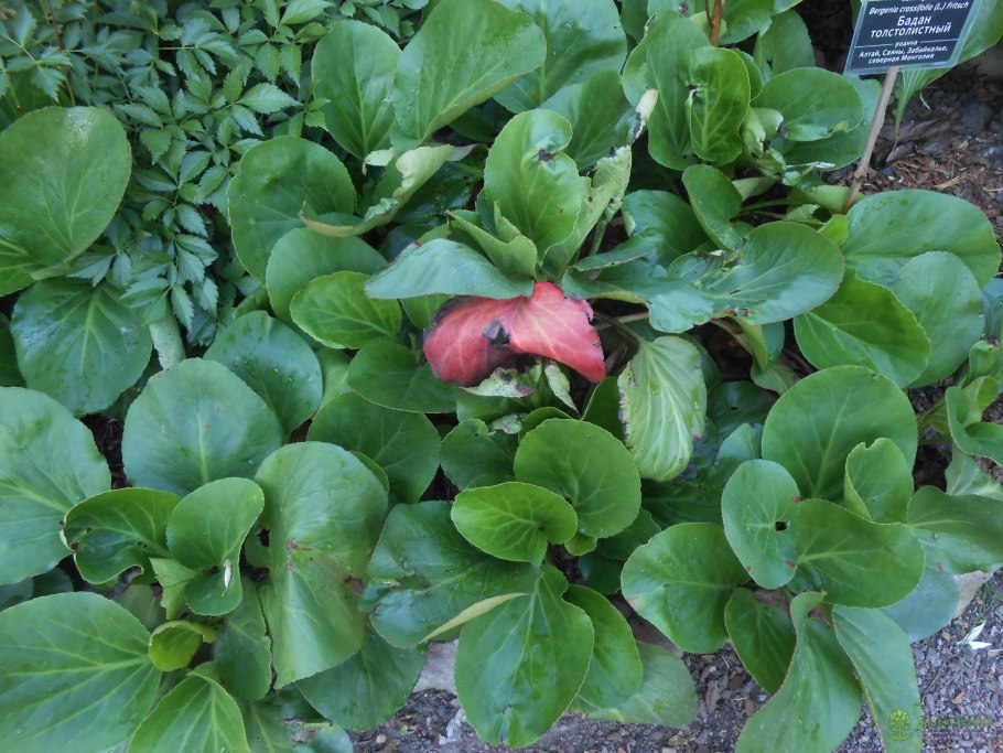 Osmanthus fragrans Orange