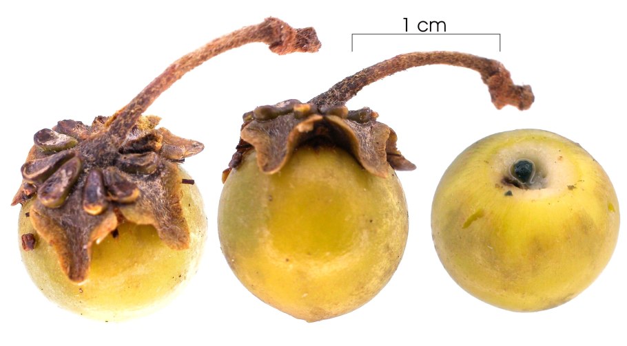 Нансе фрукт фото