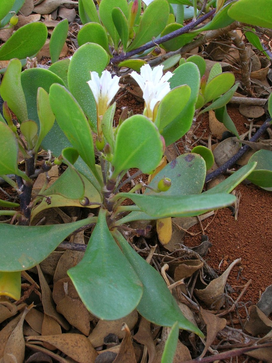Бирсонима (Byrsonima) семейства Мальпигиевые (Malpighiaceae)