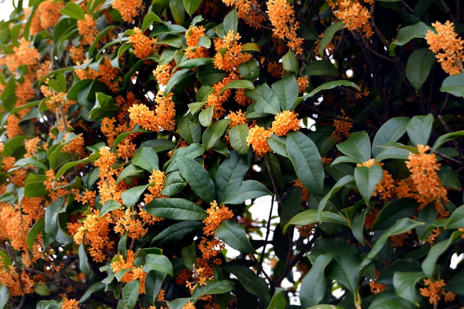 Byrsonima bucidifolia Standl