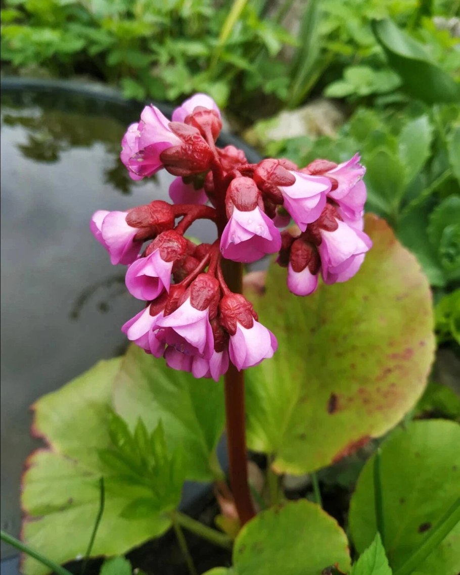 Бадан толстолистный формула цветка