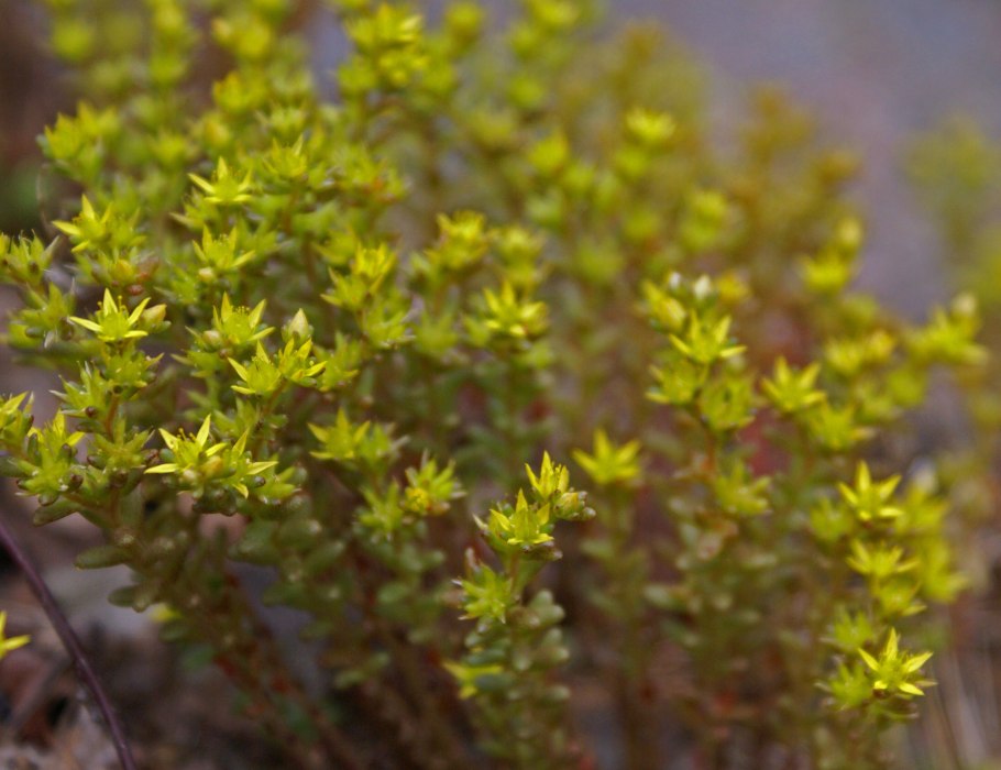 Бадан рассада