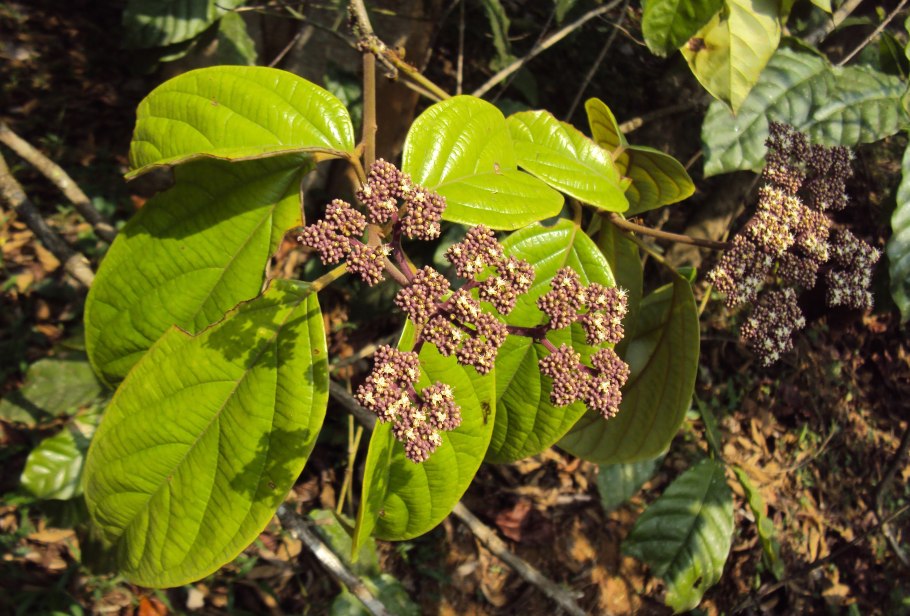 Byrsonima crassifolia Fruit half