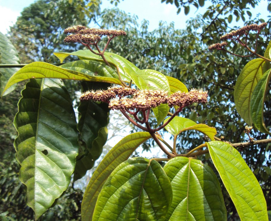 Бересклет Европейский купить