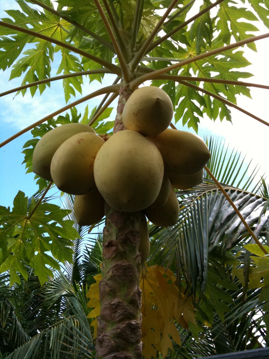 Пеллиония ядовита