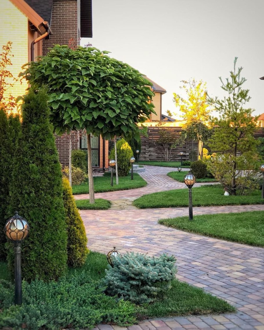 Туя Даника и Хоста