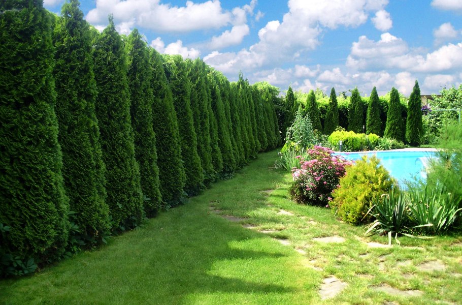 Розовый сад питомник Краснодар хвойники