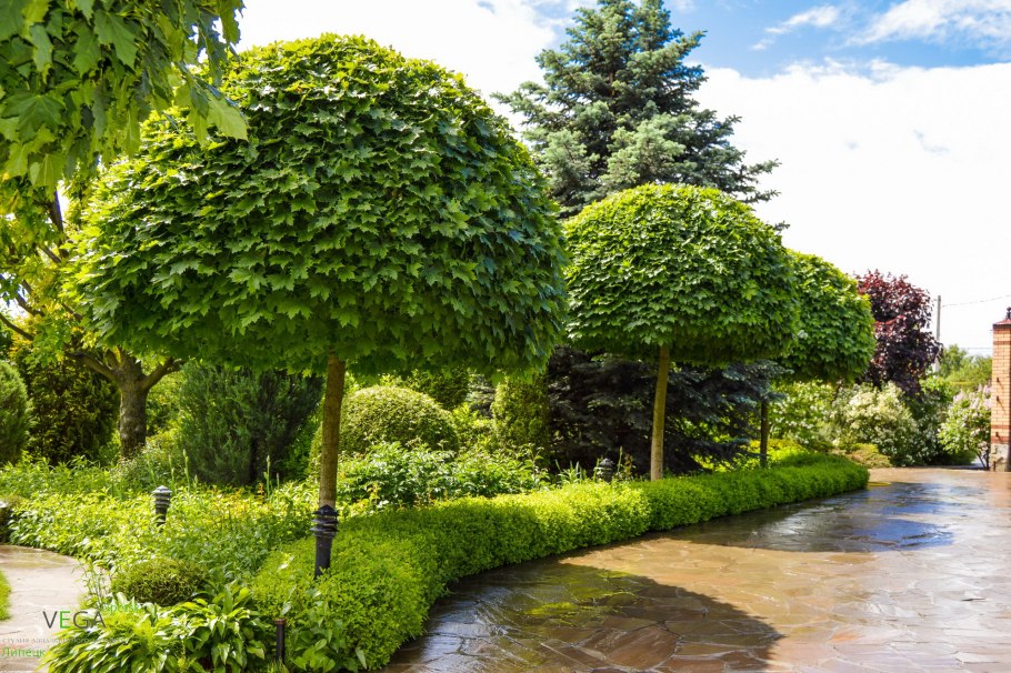 Деревья на участке