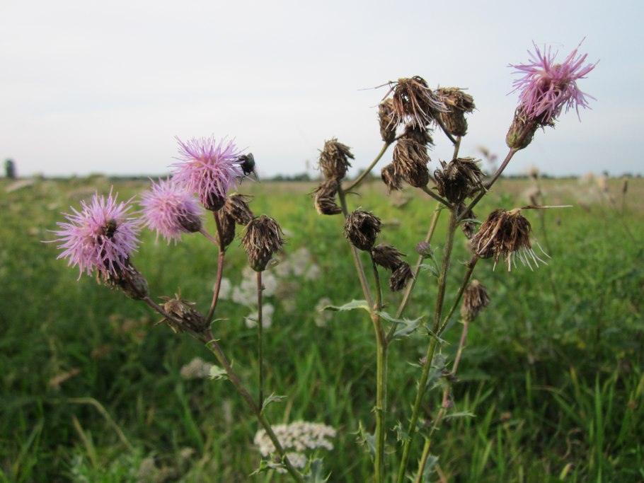 Бодяк Cirsium altissimum