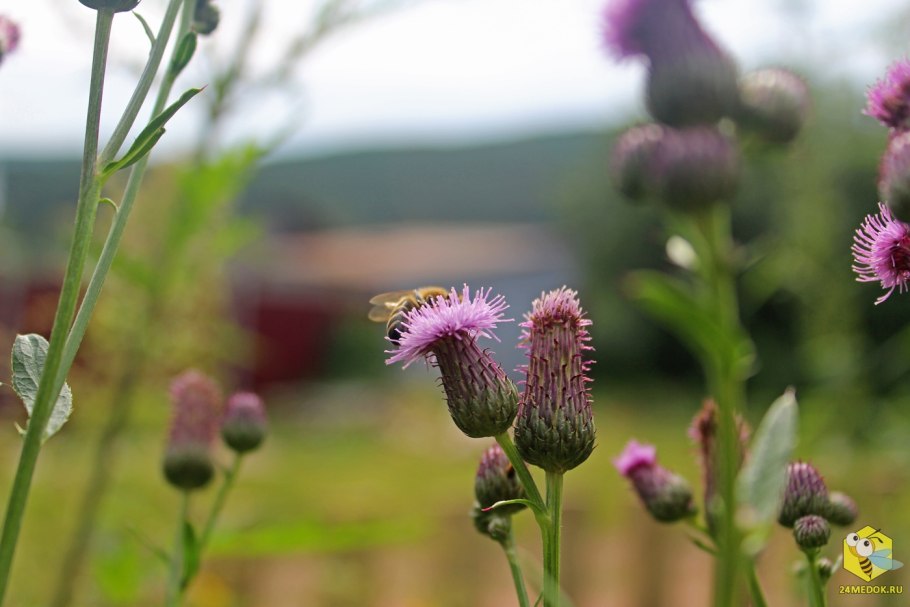 Бодяк полевой (Cirsium arvense)