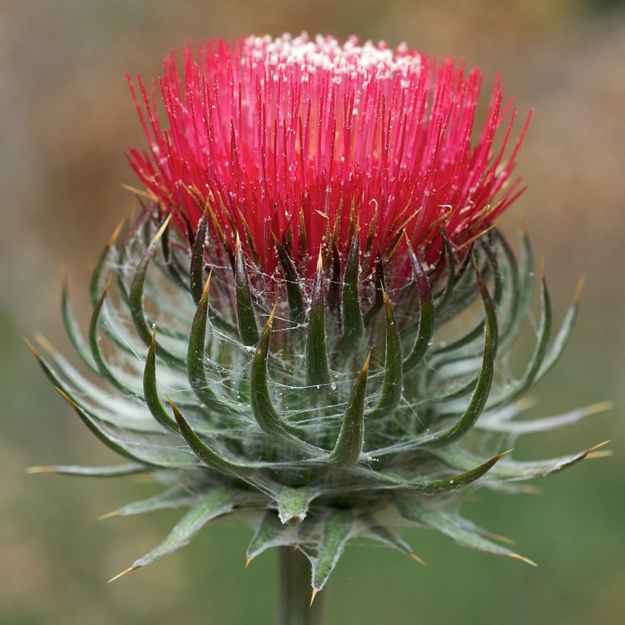 Cirsium serrulatum plantarium