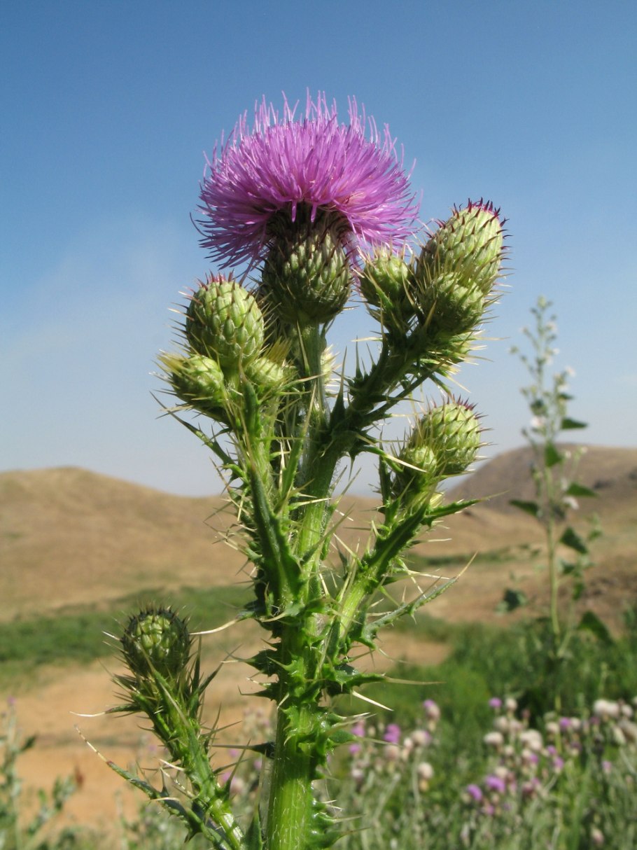 Бодяк пчела