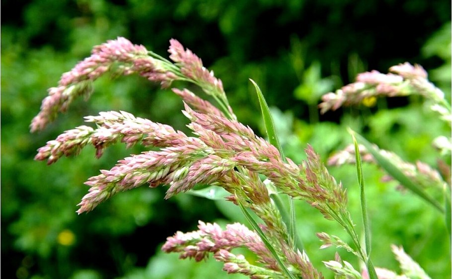 Holcus lanatus