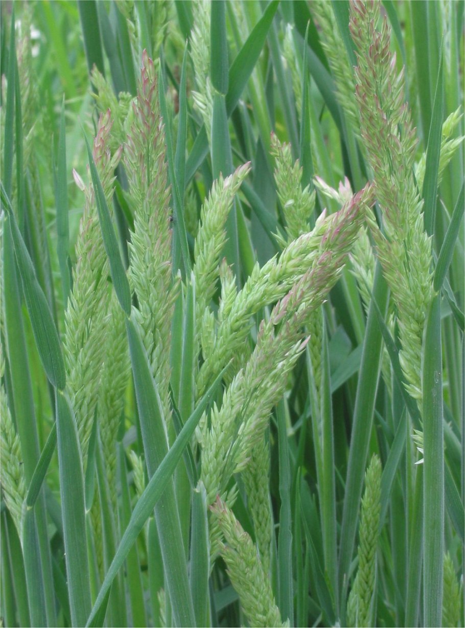 Бухарник шерстистый (Holcus lanatus)