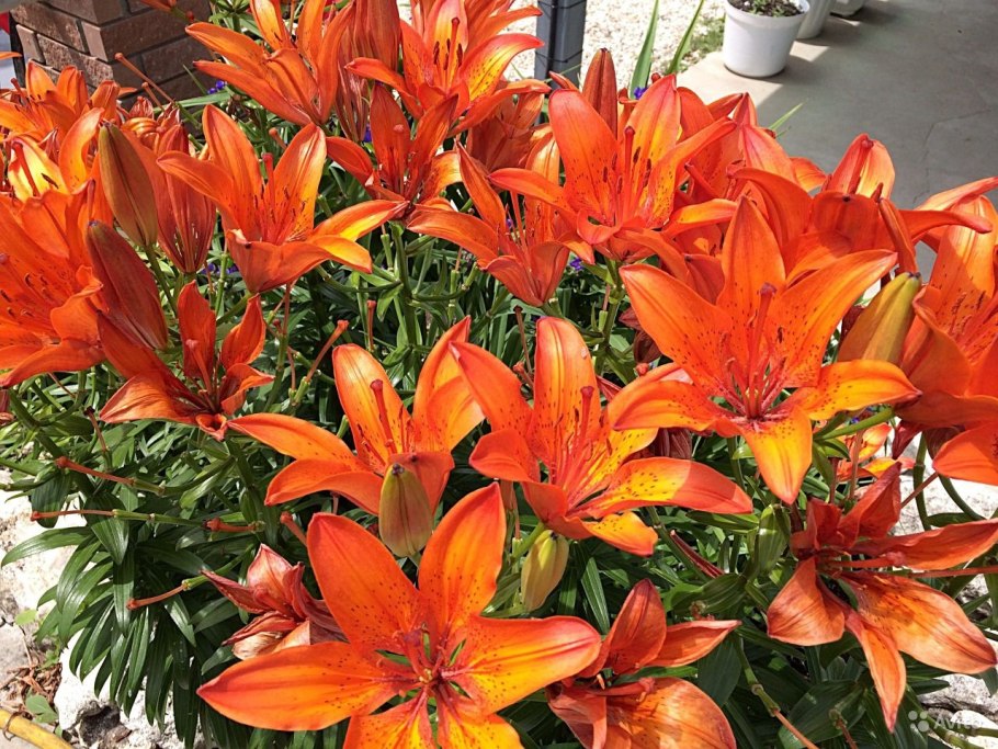 Лилия Кессельринга