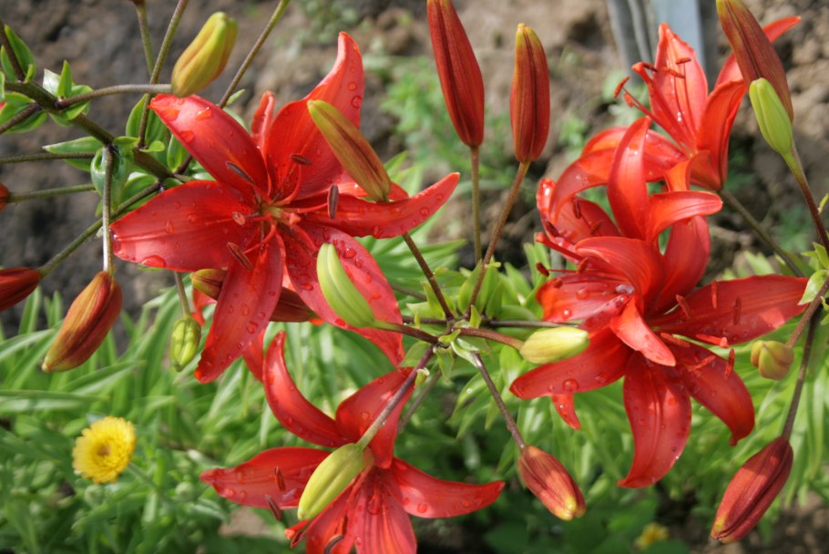 Лилия Садовая красная