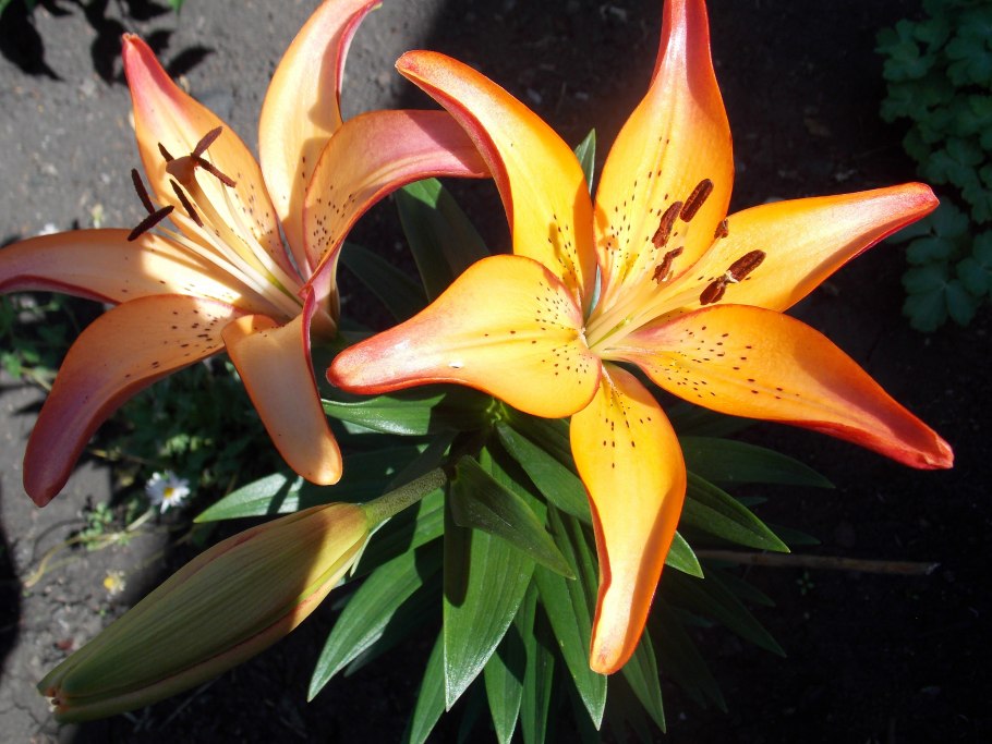 Лилия ланцетолистная, Лилия тигровая
