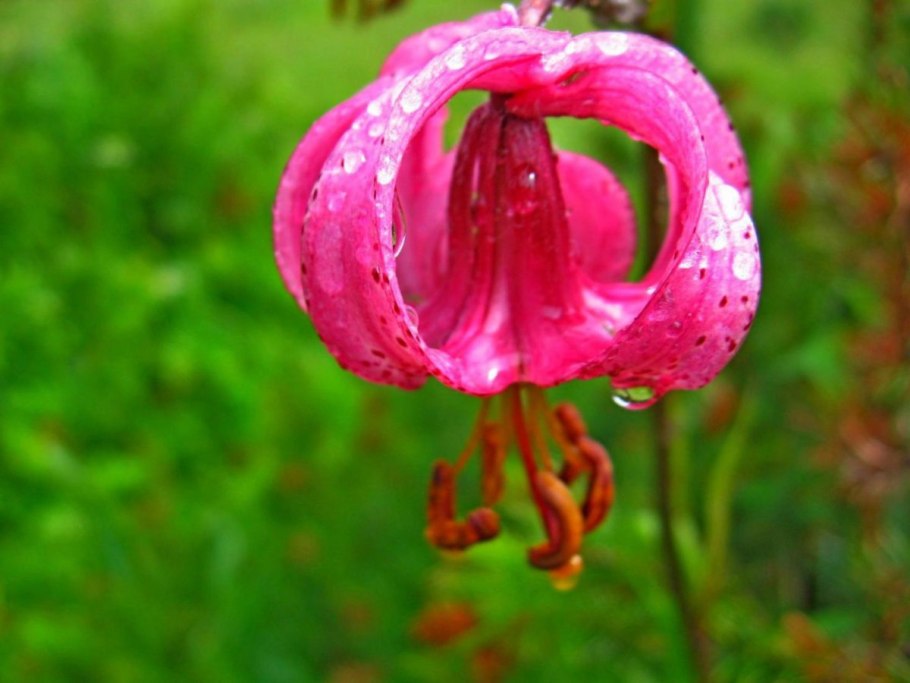 Лилия древесная (Lilium arboricola)