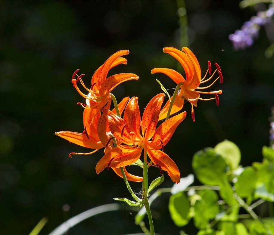 Лилия Flora Plena