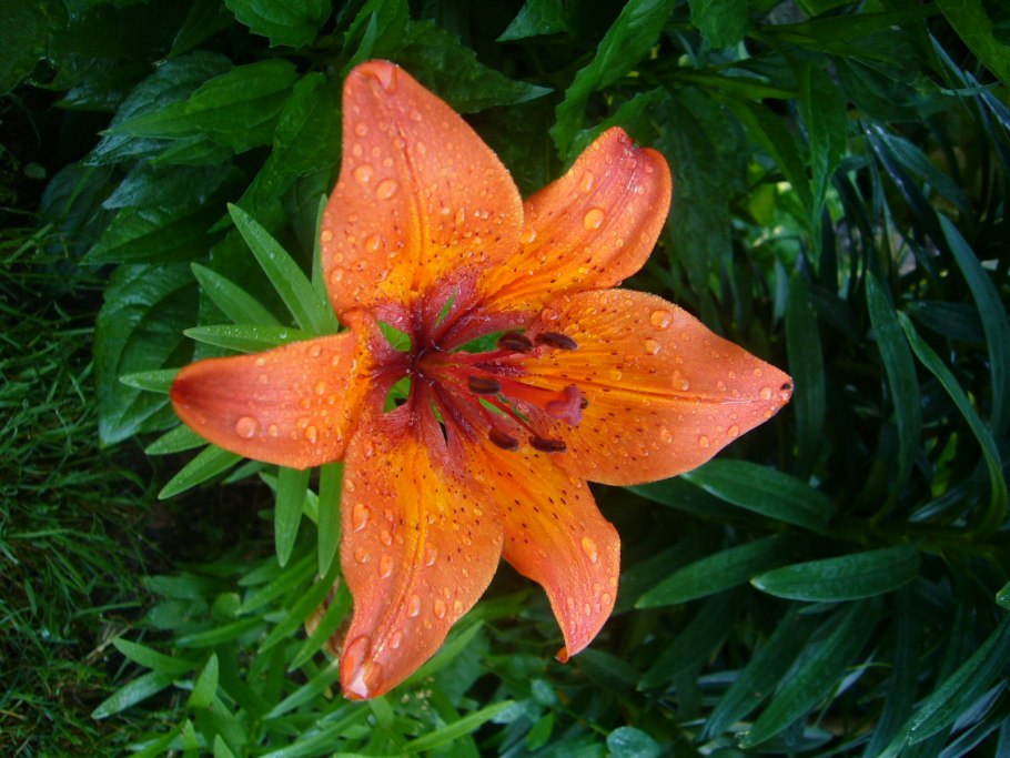 Лилия тигровая "тигринули"